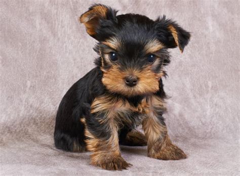 They will be -lbs full grown. . Yorkie puppies for sale near dubois pa